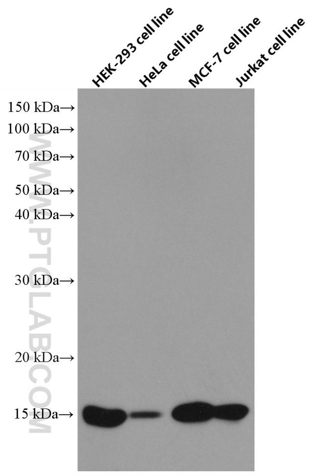 FIS1 Antibody in Western Blot (WB)