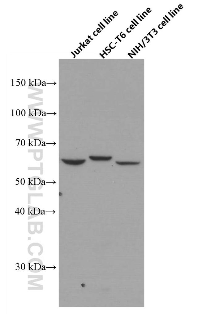 p70(S6K) Antibody in Western Blot (WB)