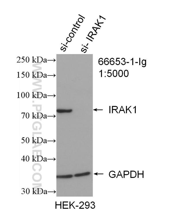 IRAK1 Antibody in Western Blot (WB)