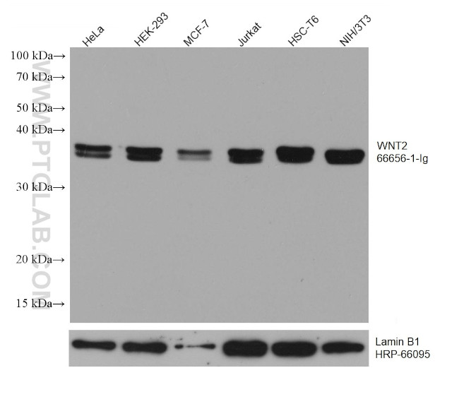 WNT2 Antibody in Western Blot (WB)