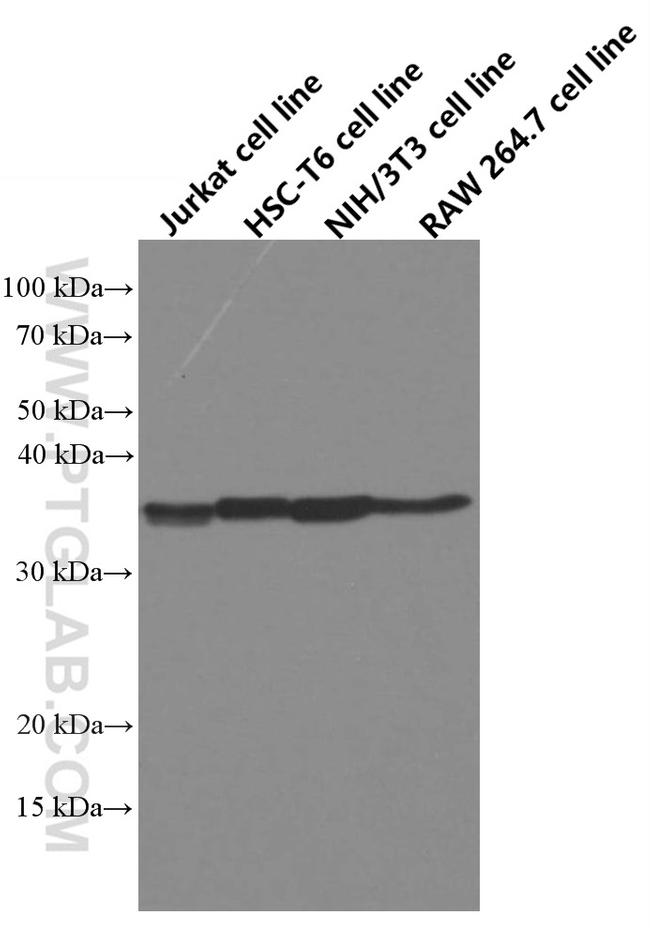 WNT2 Antibody in Western Blot (WB)