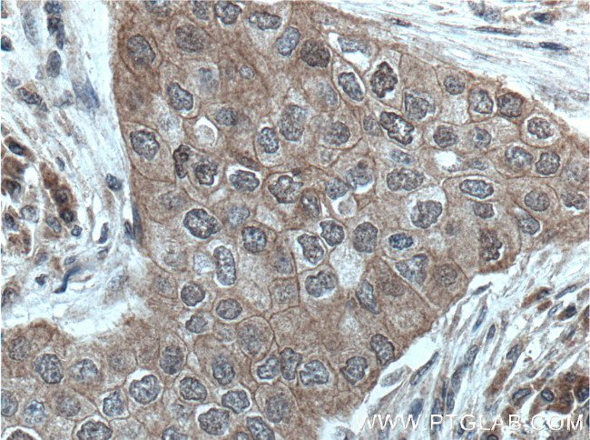 BAG6 Antibody in Immunohistochemistry (Paraffin) (IHC (P))