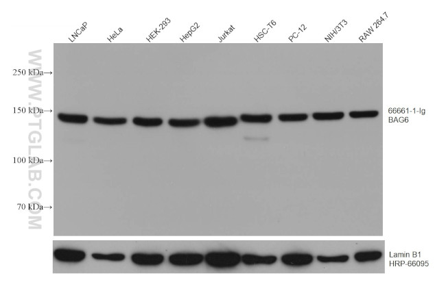 BAG6 Antibody in Western Blot (WB)