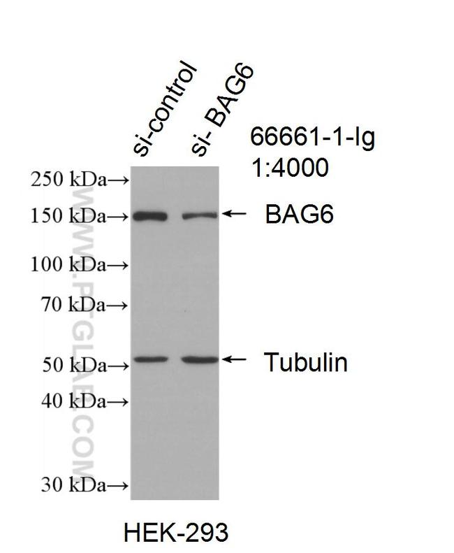 BAG6 Antibody in Western Blot (WB)