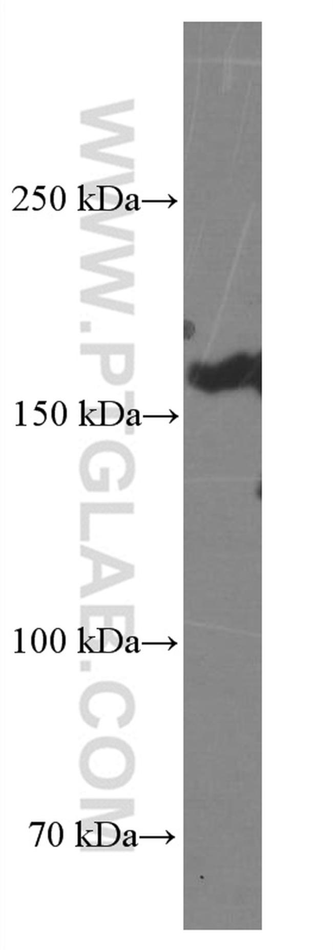 BAG6 Antibody in Western Blot (WB)