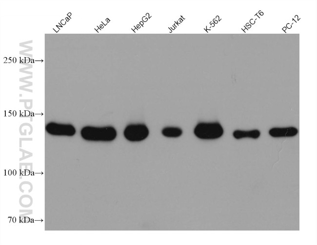 GOLGA2/GM130 Antibody in Western Blot (WB)