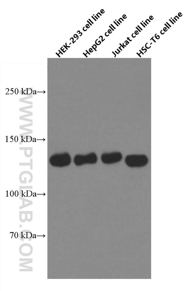 GOLGA2/GM130 Antibody in Western Blot (WB)