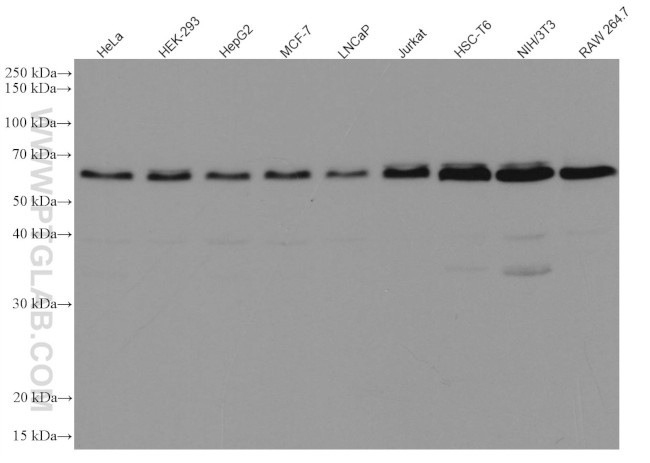 Beclin 1 Antibody in Western Blot (WB)