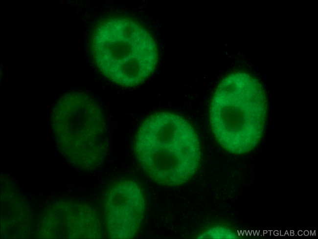 ASF/SF2 Antibody in Immunocytochemistry (ICC/IF)