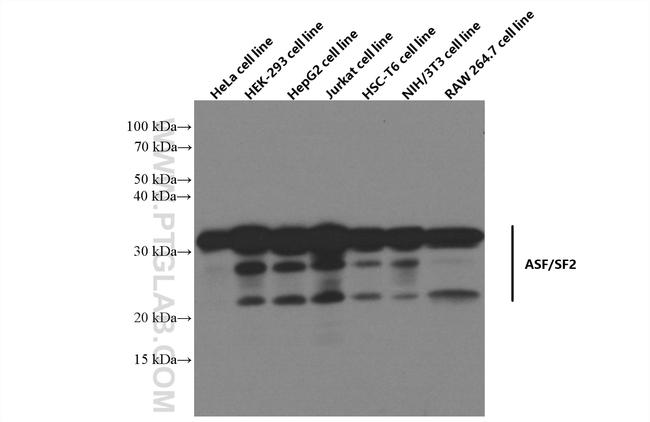 ASF/SF2 Antibody in Western Blot (WB)