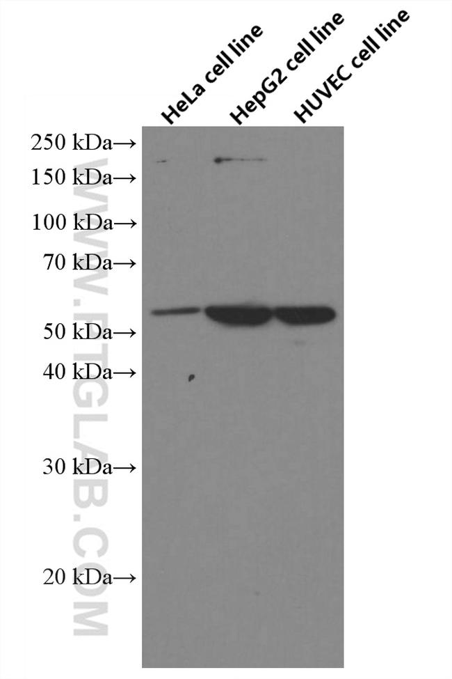 MLKL Antibody in Western Blot (WB)