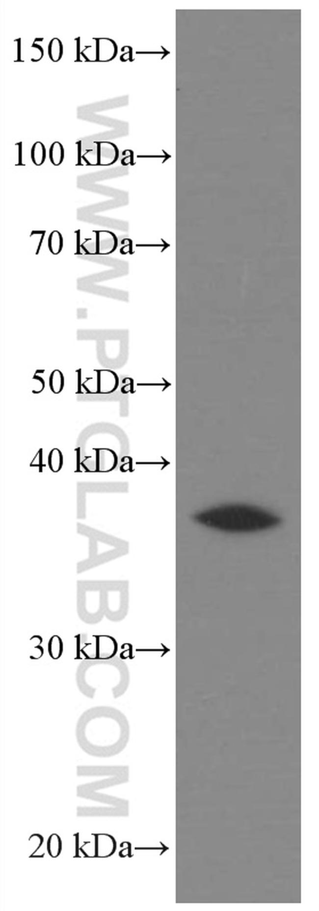 AKR7A2 Antibody in Western Blot (WB)