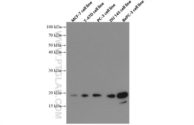 BTC Antibody in Western Blot (WB)