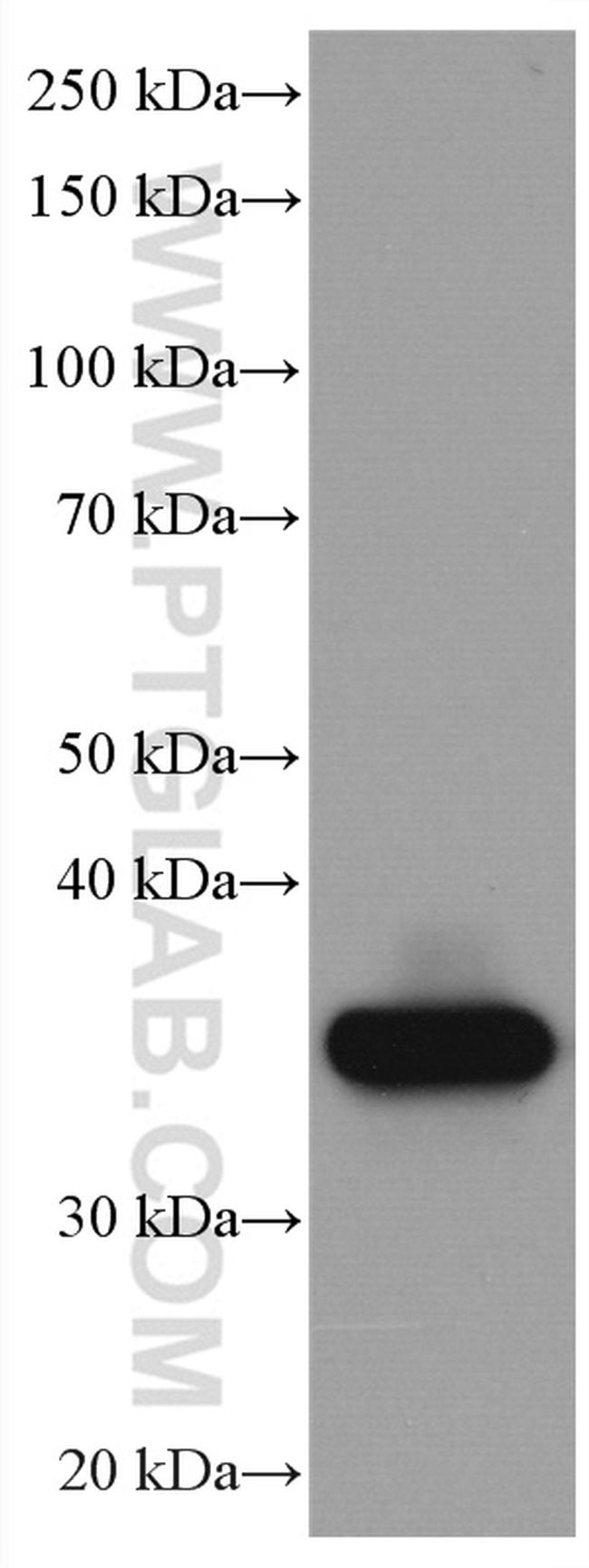 Galectin-4 Antibody in Western Blot (WB)