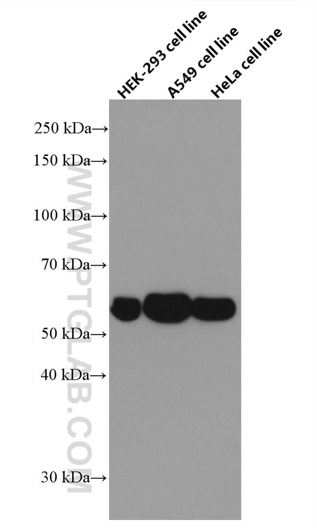 NRBP2 Antibody in Western Blot (WB)