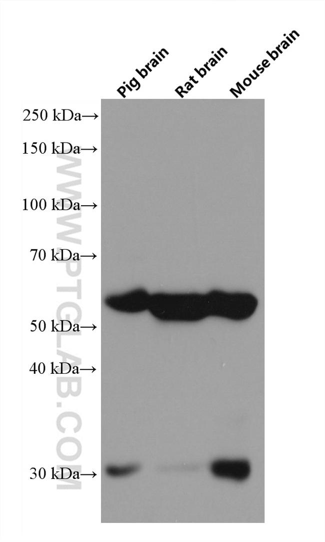 NRBP2 Antibody in Western Blot (WB)