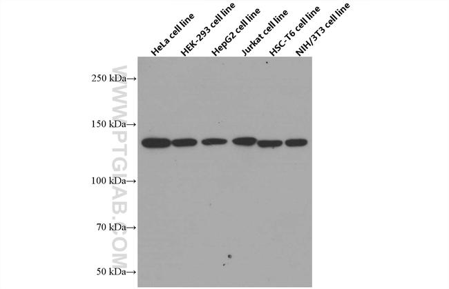 RAB3GAP1 Antibody in Western Blot (WB)