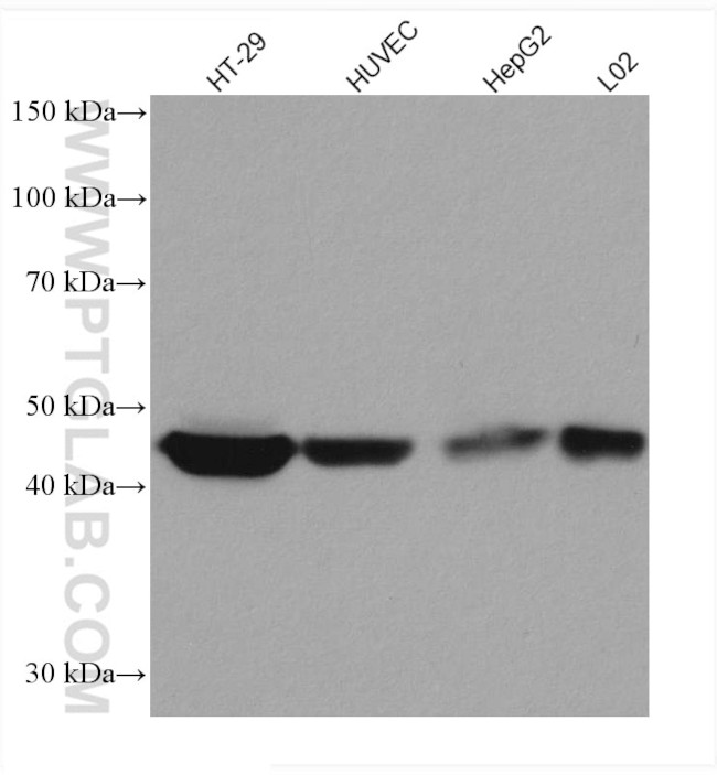 TRIB3 Antibody in Western Blot (WB)