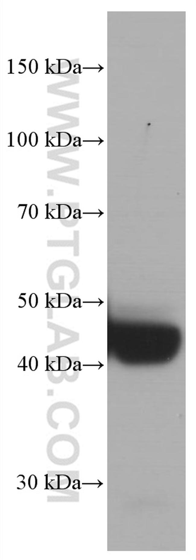 TRIB3 Antibody in Western Blot (WB)