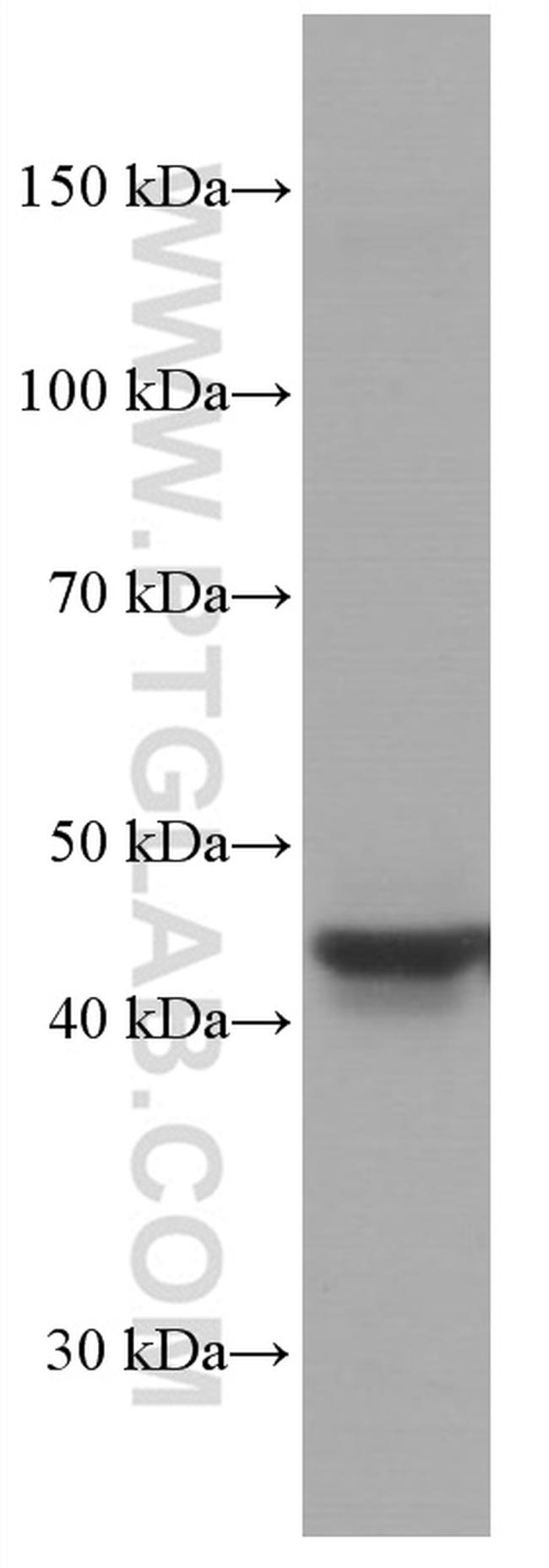 TRIB3 Antibody in Western Blot (WB)