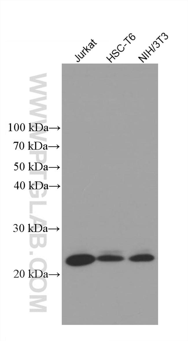 TPT1 Antibody in Western Blot (WB)