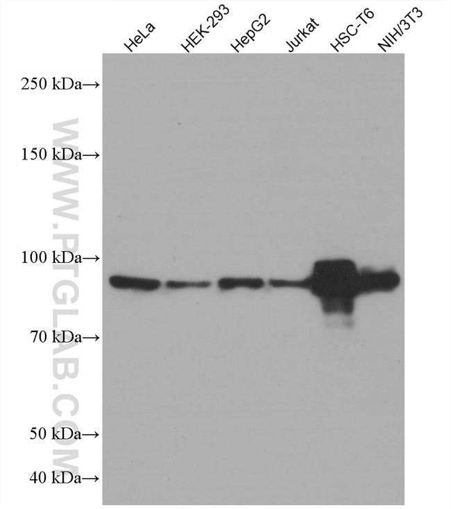 STAT6 Antibody in Western Blot (WB)