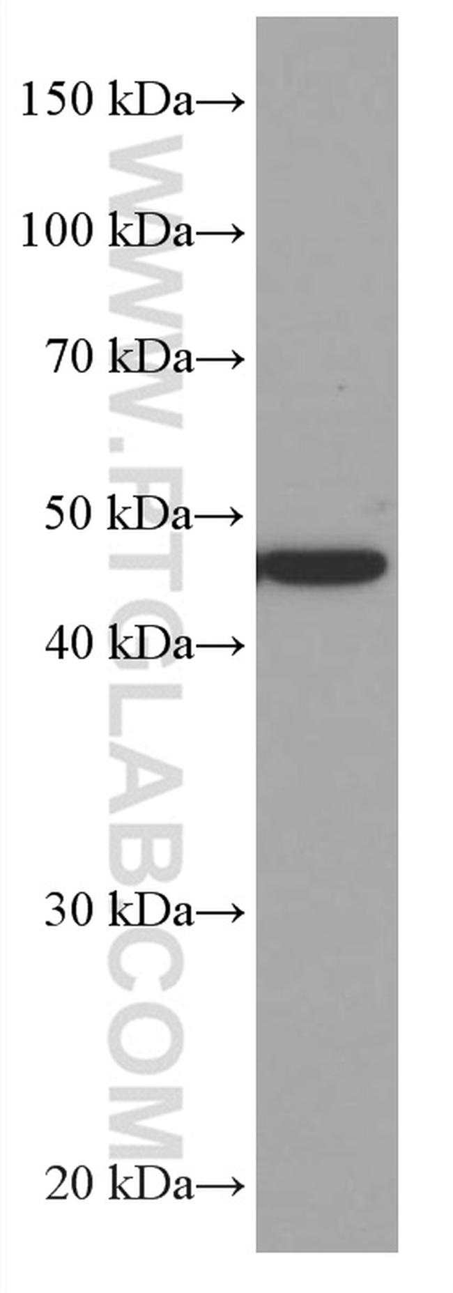 MRPS27 Antibody in Western Blot (WB)