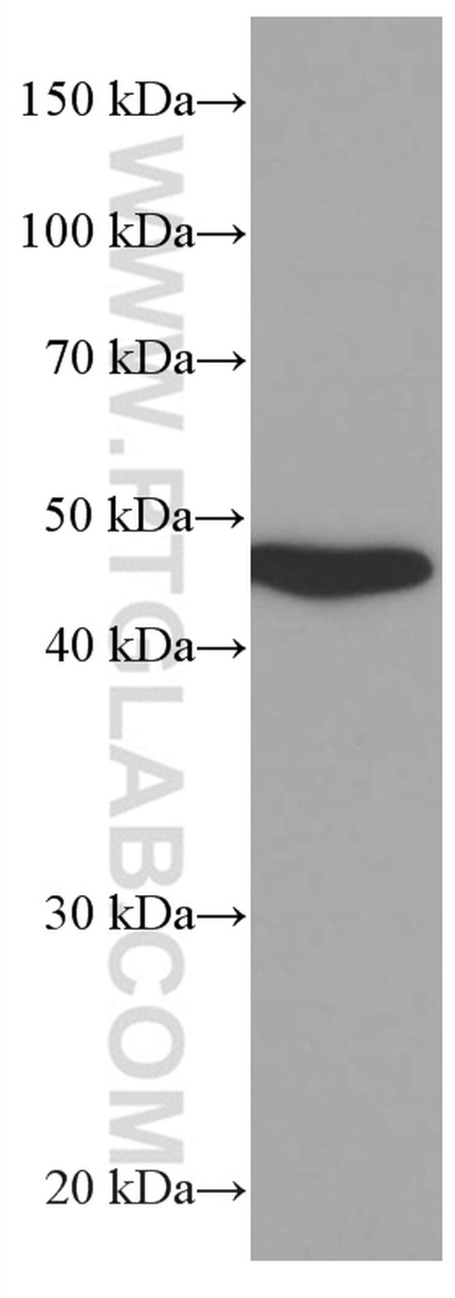 MRPS27 Antibody in Western Blot (WB)