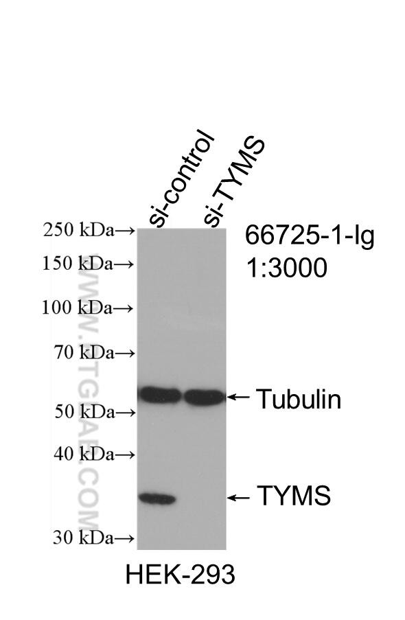 TYMS Antibody in Western Blot (WB)