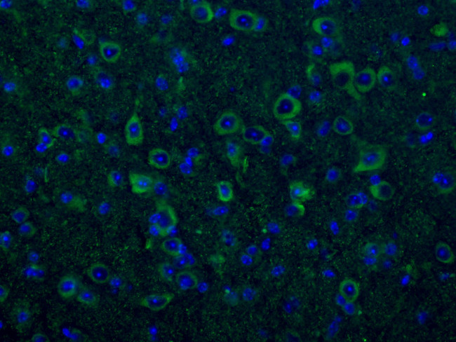 CNPase Antibody in Immunohistochemistry (PFA fixed) (IHC (PFA))