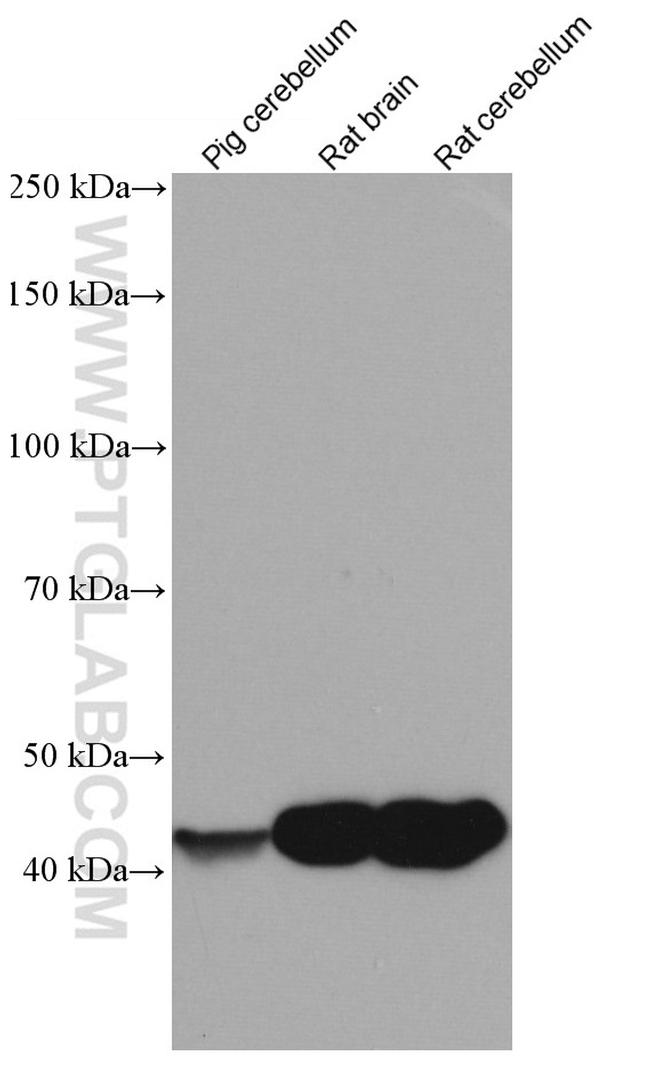 CNPase Antibody in Western Blot (WB)