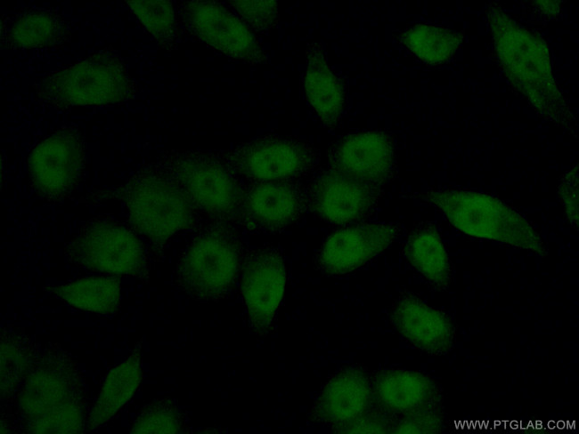 HIF1a Antibody in Immunocytochemistry (ICC/IF)