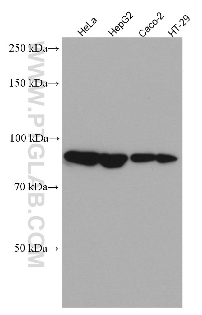 ARNT/HIF1B Antibody in Western Blot (WB)