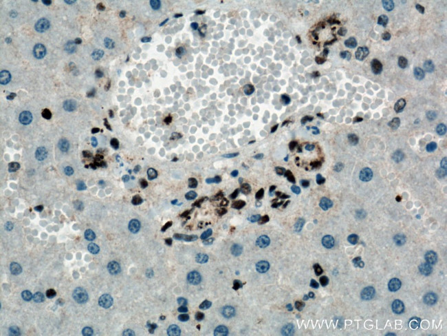 TDP-43 Antibody in Immunohistochemistry (Paraffin) (IHC (P))