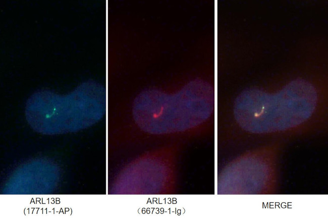 ARL13B Antibody in Immunocytochemistry (ICC/IF)