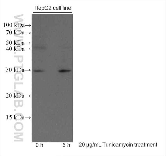 CHOP/GADD153 Antibody in Western Blot (WB)