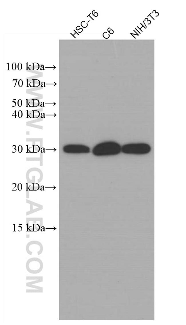 CHOP/GADD153 Antibody in Western Blot (WB)