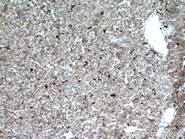 HO-1/HMOX1 Antibody in Immunohistochemistry (Paraffin) (IHC (P))