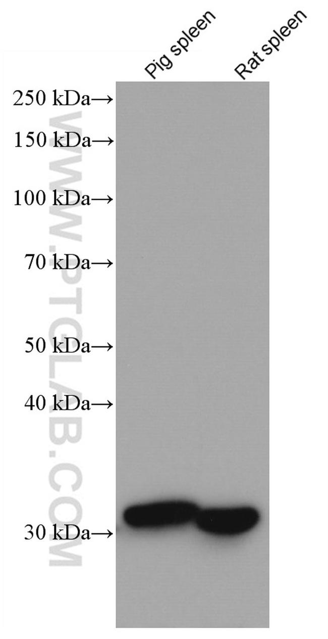 HO-1/HMOX1 Antibody in Western Blot (WB)