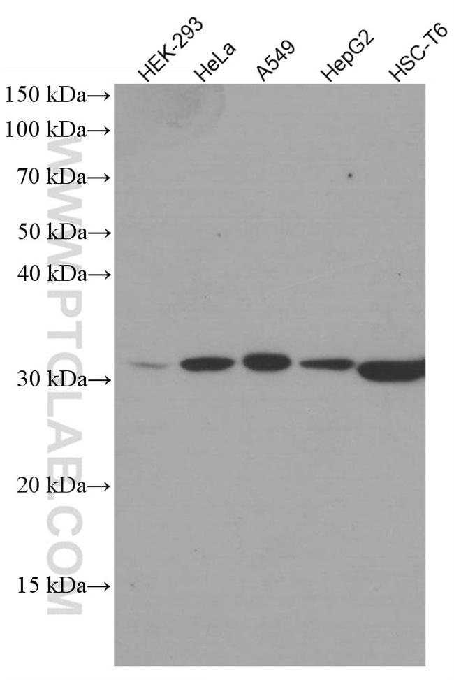 HO-1/HMOX1 Antibody in Western Blot (WB)