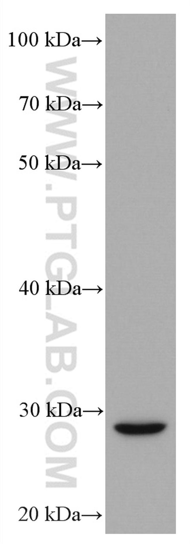 TRAIL Antibody in Western Blot (WB)