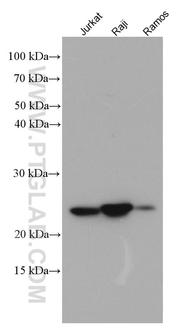 PSMB8 Antibody in Western Blot (WB)