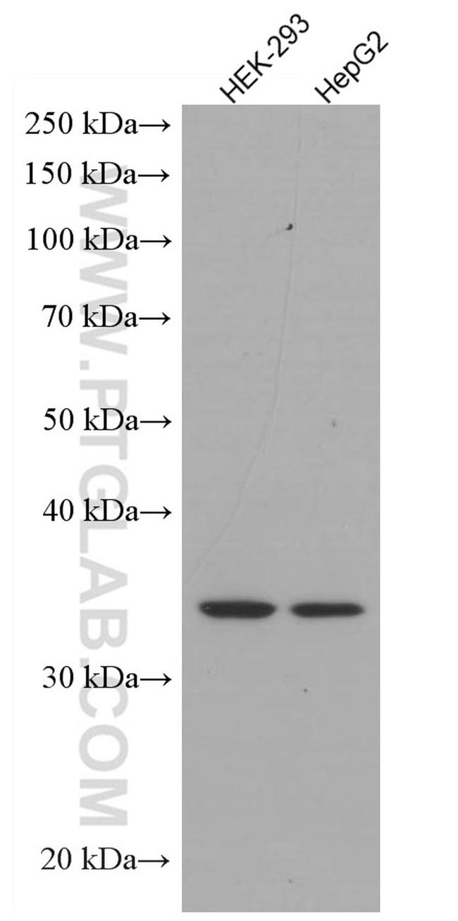 STX3 Antibody in Western Blot (WB)