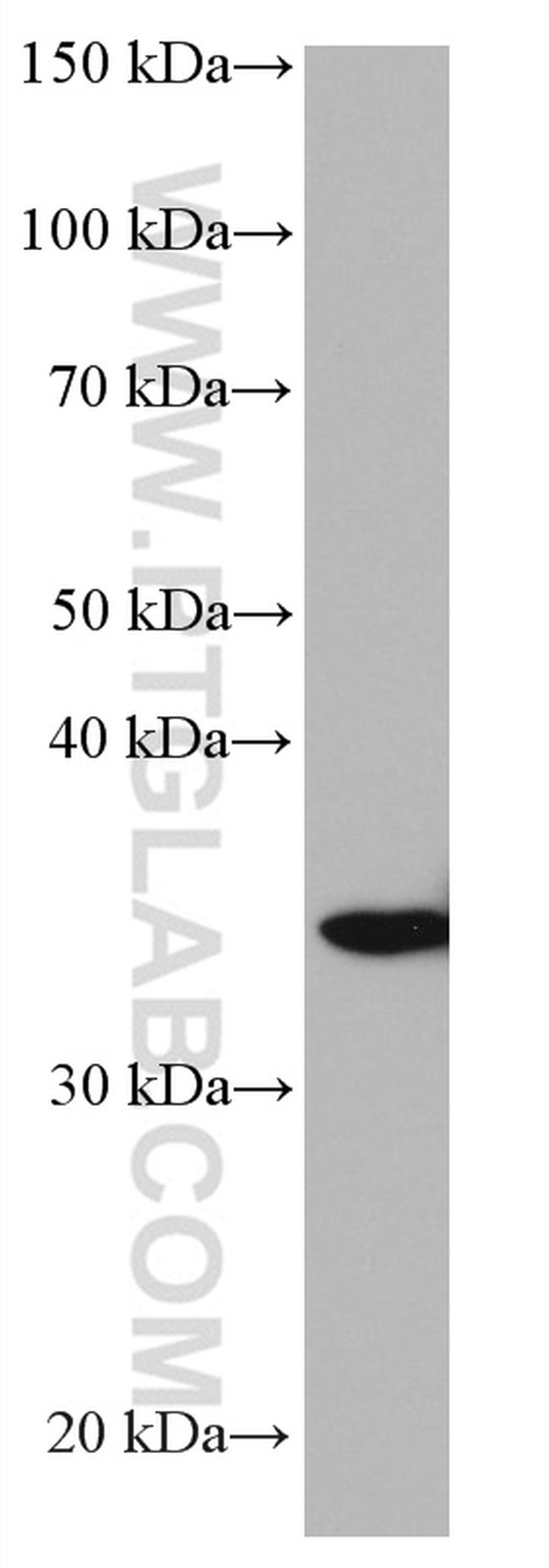 STX3 Antibody in Western Blot (WB)