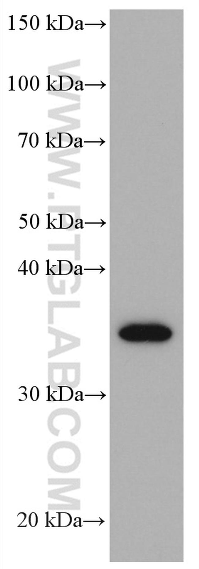 STX3 Antibody in Western Blot (WB)