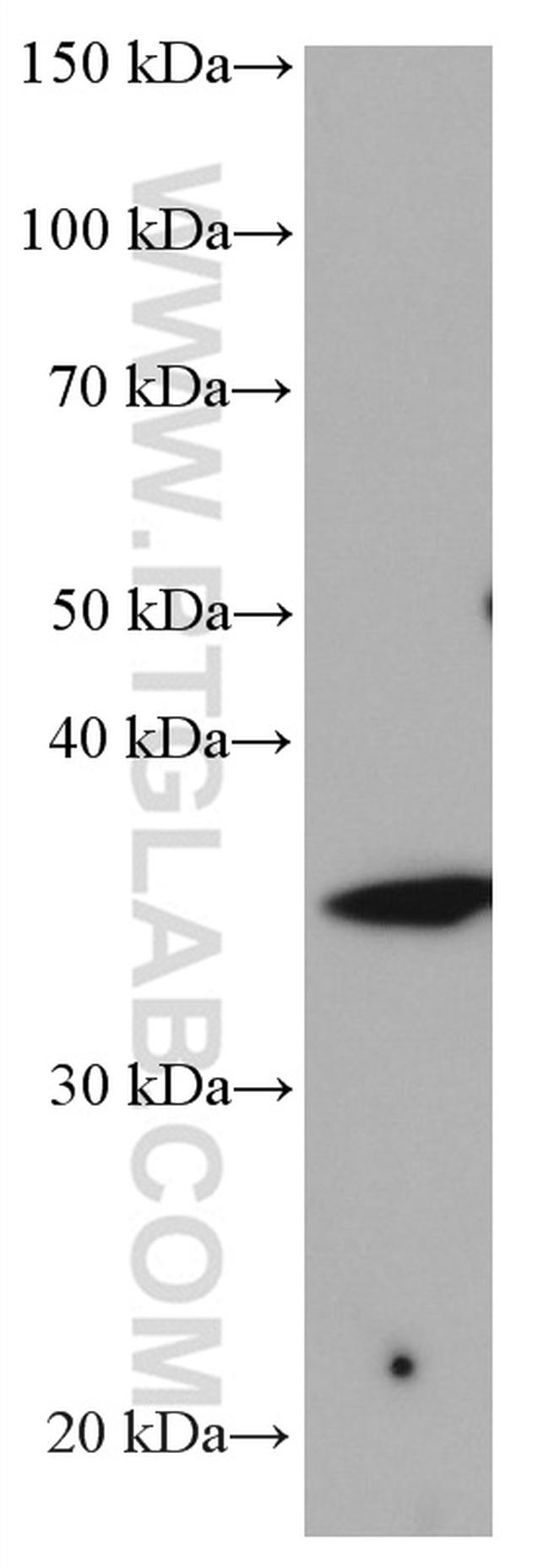 STX3 Antibody in Western Blot (WB)