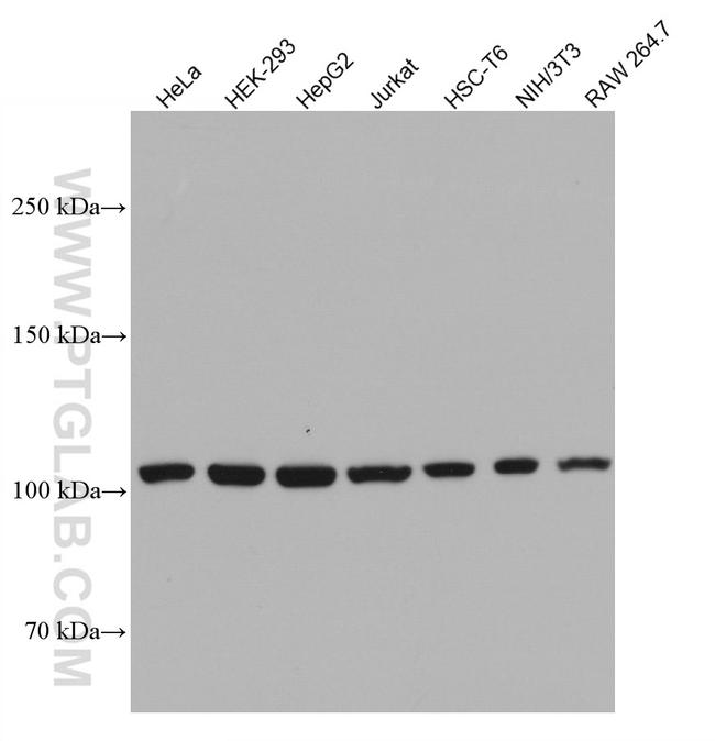 CRM1 Antibody in Western Blot (WB)