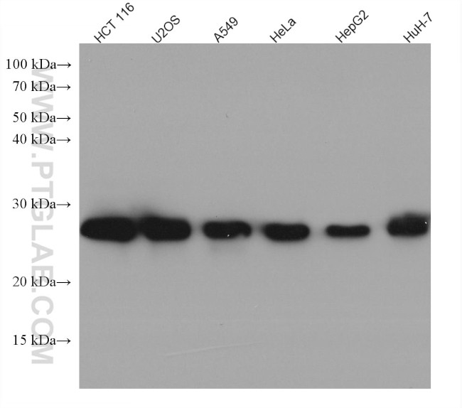 HSPB1 Antibody in Western Blot (WB)