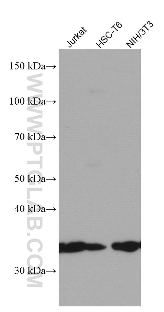 SLC25A1 Antibody in Western Blot (WB)