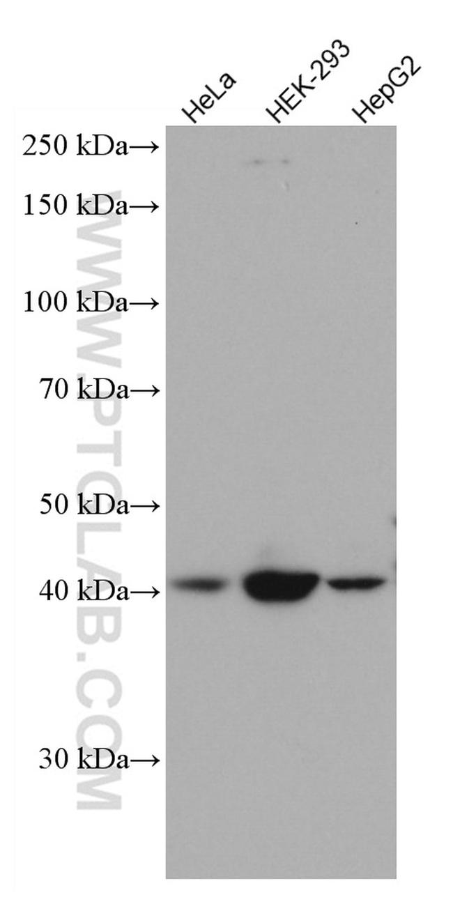 SSTR5 Antibody in Western Blot (WB)